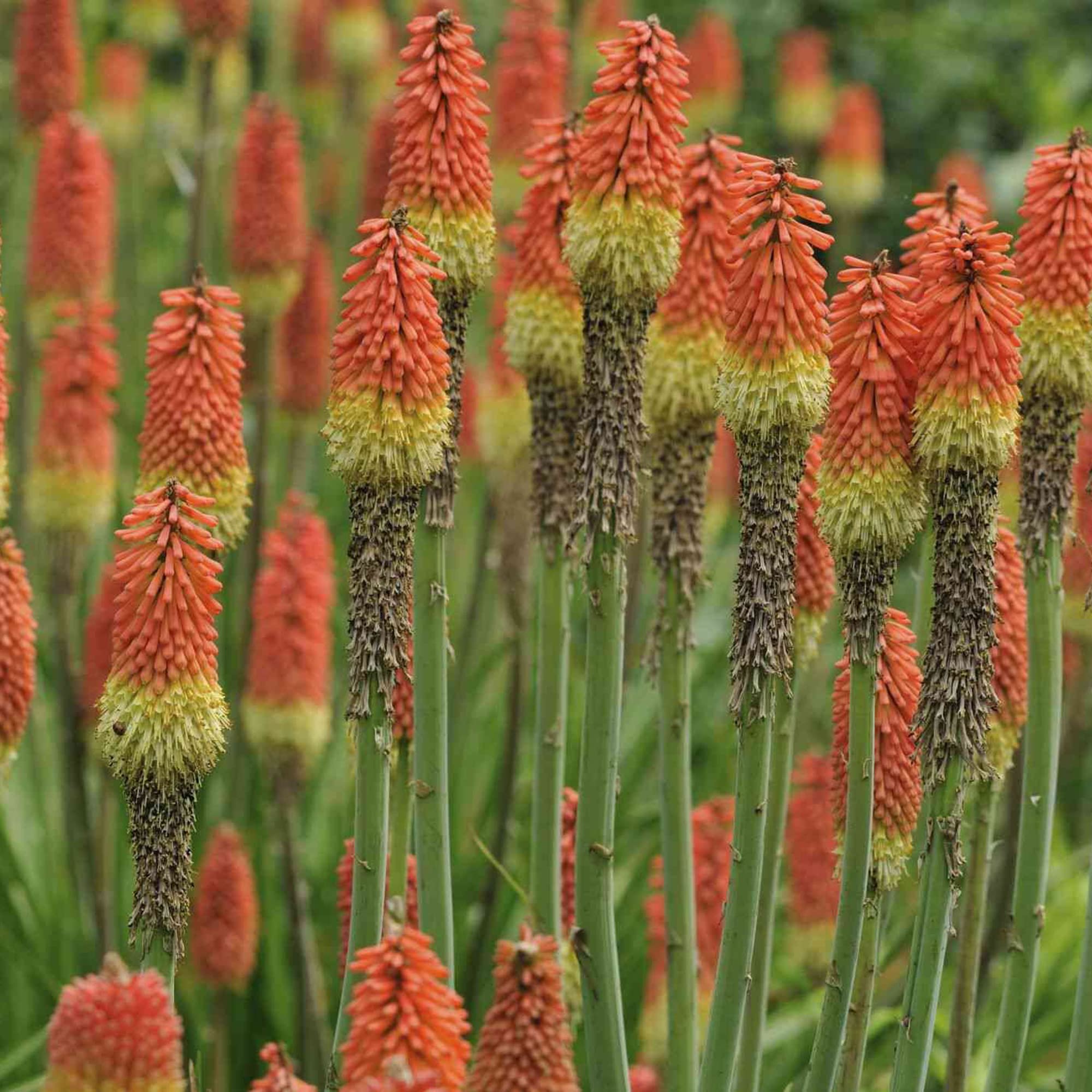 Amazon.com: YEGAOL Garden 紅色熱撲克種子火炬百合,Kniphofia